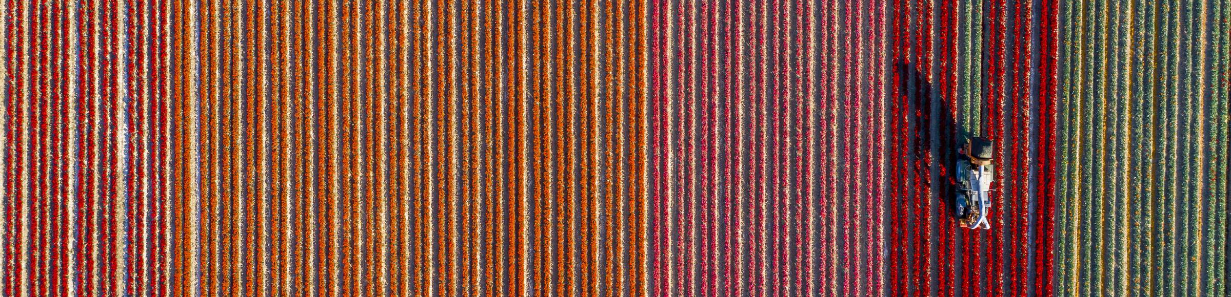 Vertical aerial view from the satellite perspective of the colorful bedding rows on a field for flowering various tulips on street Roeckrather Strasse in Korschenbroich in the state North Rhine-Westphalia, Germany